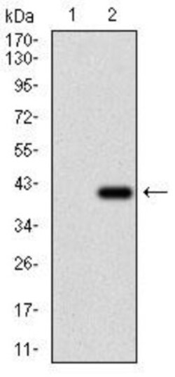 RhoF Antibody (1D4B6) - BSA Free, Novus Biologicals:Antibodies:Primary